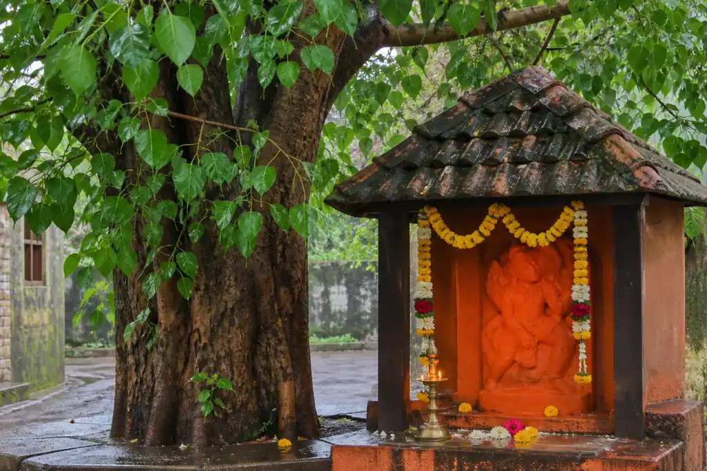 A rain-washed peepal tree and small Maruti shrine decorated with flowers and a lamp