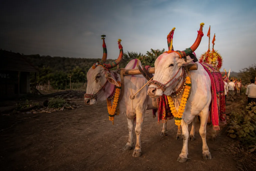 A decorated bullock pair with painted horns and marigold garlands for Pola